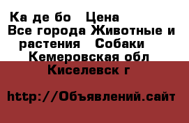 Ка де бо › Цена ­ 25 000 - Все города Животные и растения » Собаки   . Кемеровская обл.,Киселевск г.